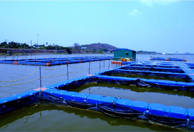 cage-fish-farming
