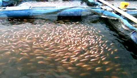 cage-fish-farming