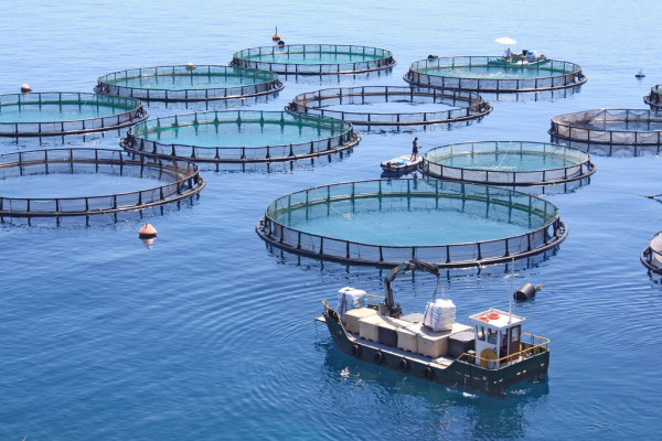 fish-farming